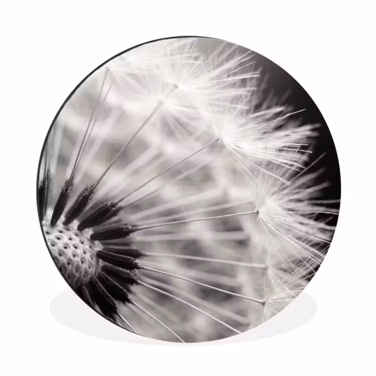 Paardenbloem - Zwart - Wit Wandcirkel aluminium klein -3d