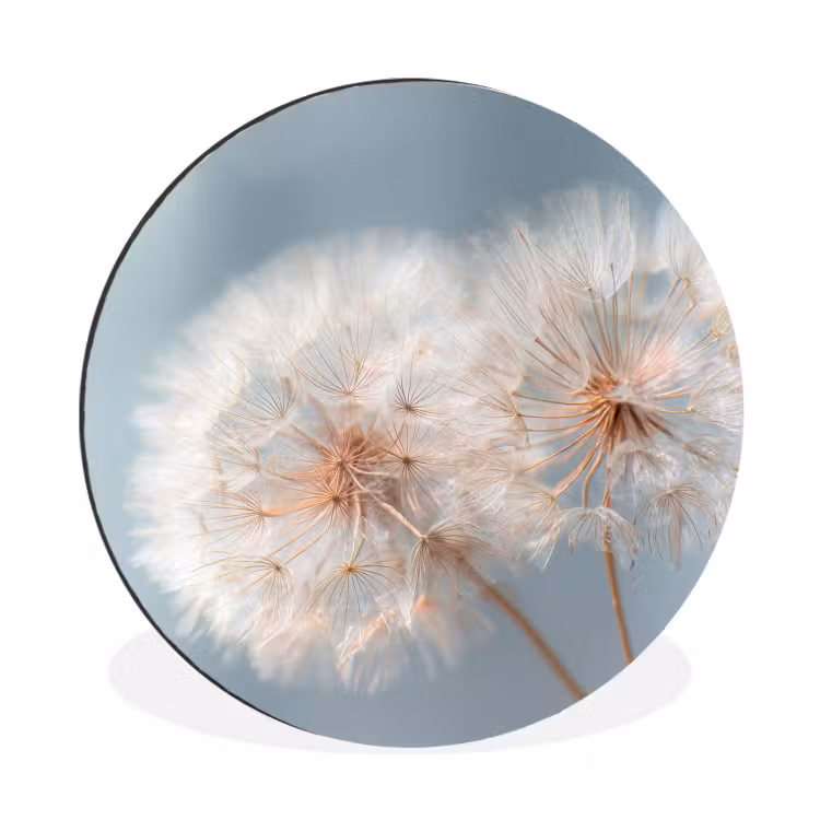 Paardenbloemen - Pluisjes - Wit Wandcirkel aluminium klein -3d