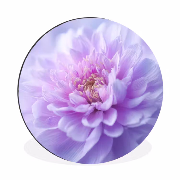 Paars - Dahlia - Dromerig Wandcirkel aluminium klein -3d