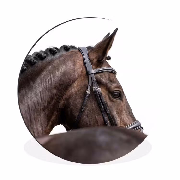 Portret - Paard - Elegant Wandcirkel aluminium klein -3d