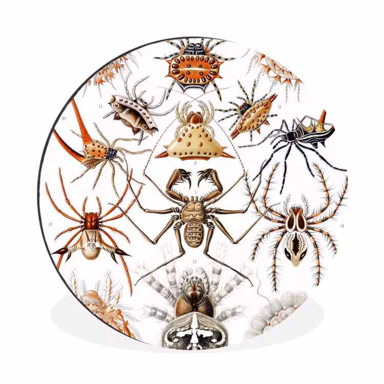 Retro - Ernst Haeckel - Insecten - Tuinposter - Tuin Wandcirkel aluminium klein -3d