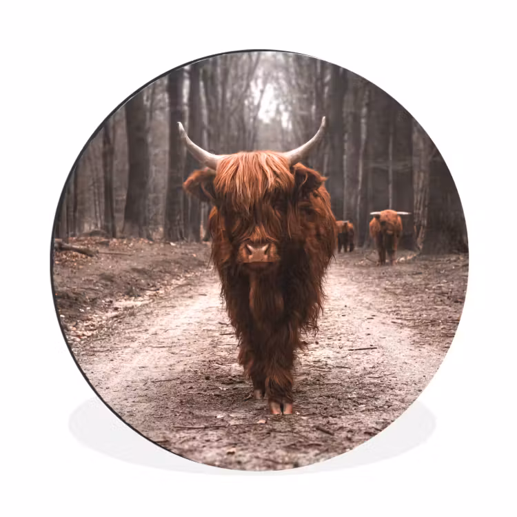 Schotse hooglander - Bos - Koe - Dieren - Natuur Wandcirkel aluminium klein -3d
