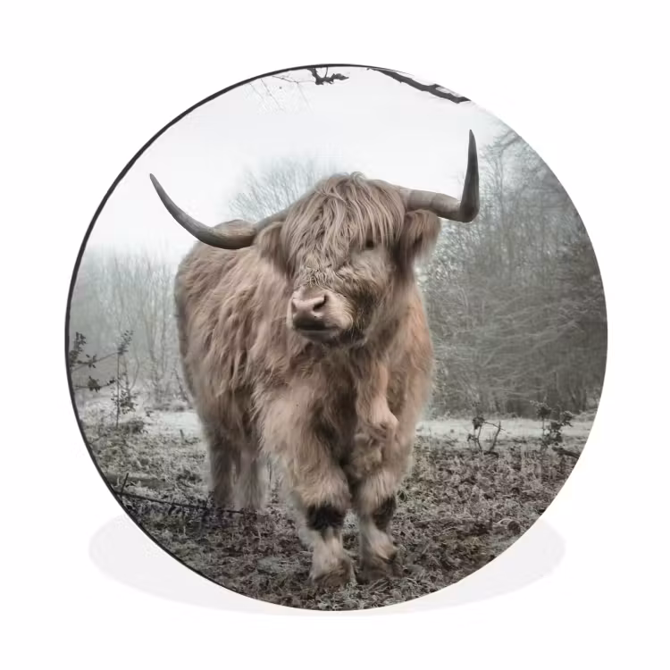 Schotse Hooglander - Bos - Mist - Koe - Dieren - Natuur Wandcirkel aluminium klein -3d
