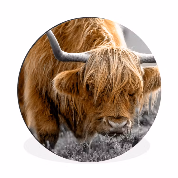 Schotse Hooglander - Dieren - Bruin - Koe - Zwart - Wit - Natuur Wandcirkel aluminium klein -3d