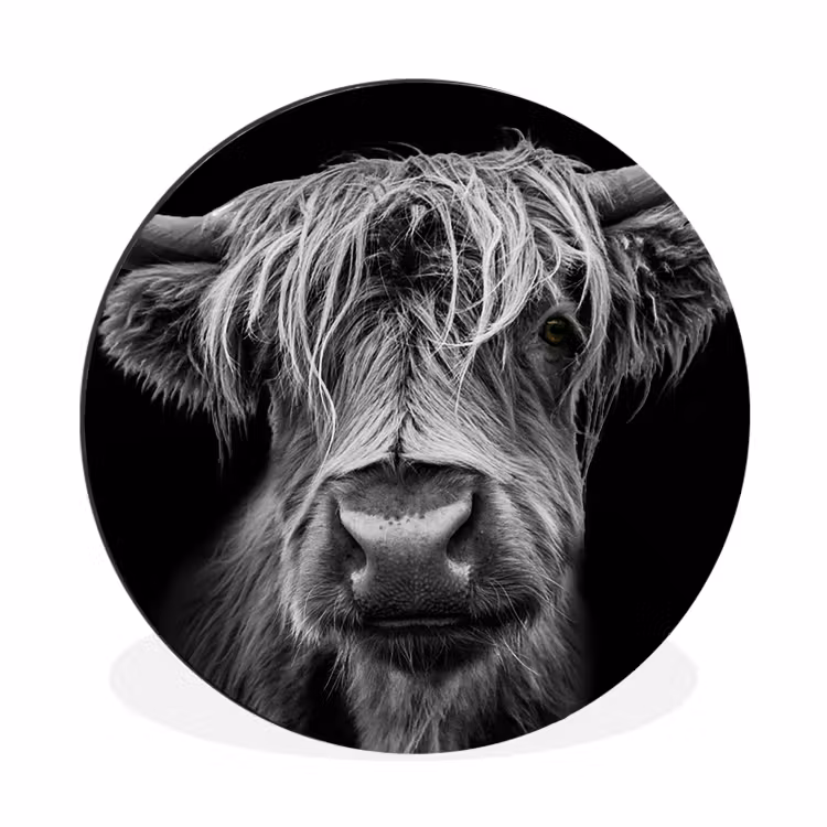 Schotse Hooglander - Horens - Zwart - Wit - Koe - Wild - Dieren Wandcirkel aluminium klein -3d