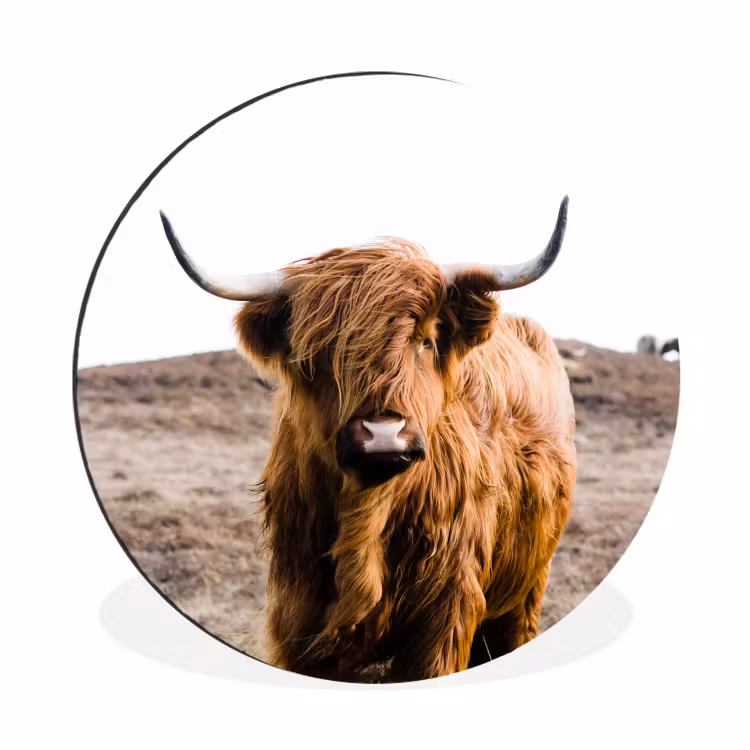 Schotse hooglander - Landschap - Koe - Bruin - Dieren - Natuur Wandcirkel aluminium klein -3d