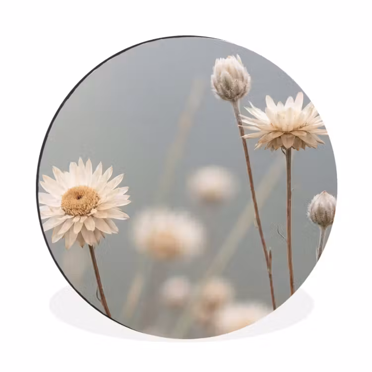Strobloemen - Wit - Daglicht Wandcirkel aluminium klein -3d