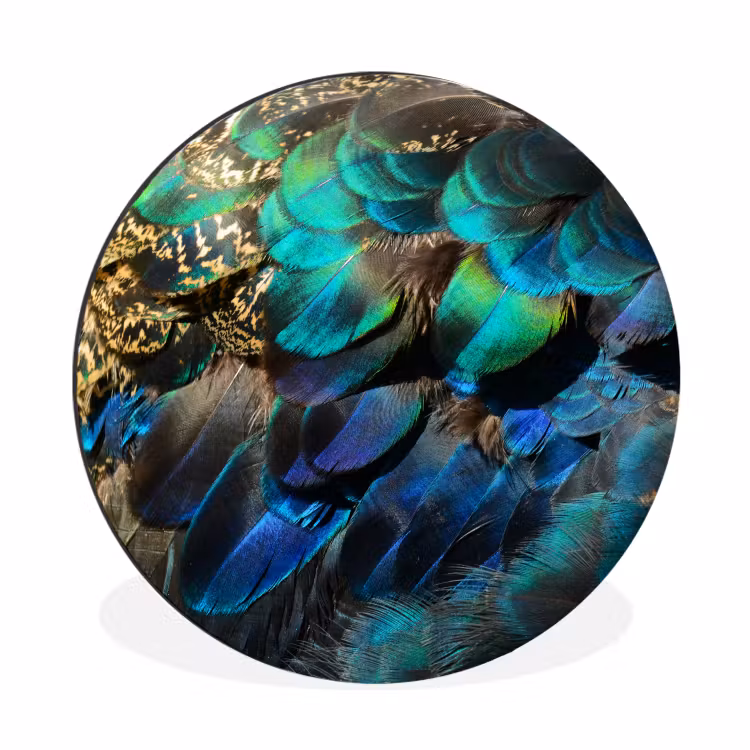 Veren - Pauwveren - Pauw - Blauw - Kunst Wandcirkel aluminium klein -3d