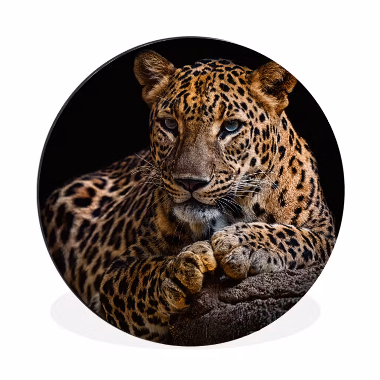 Wilde dieren - Panter - Portret - Zwart - Dieren Wandcirkel aluminium klein -3d