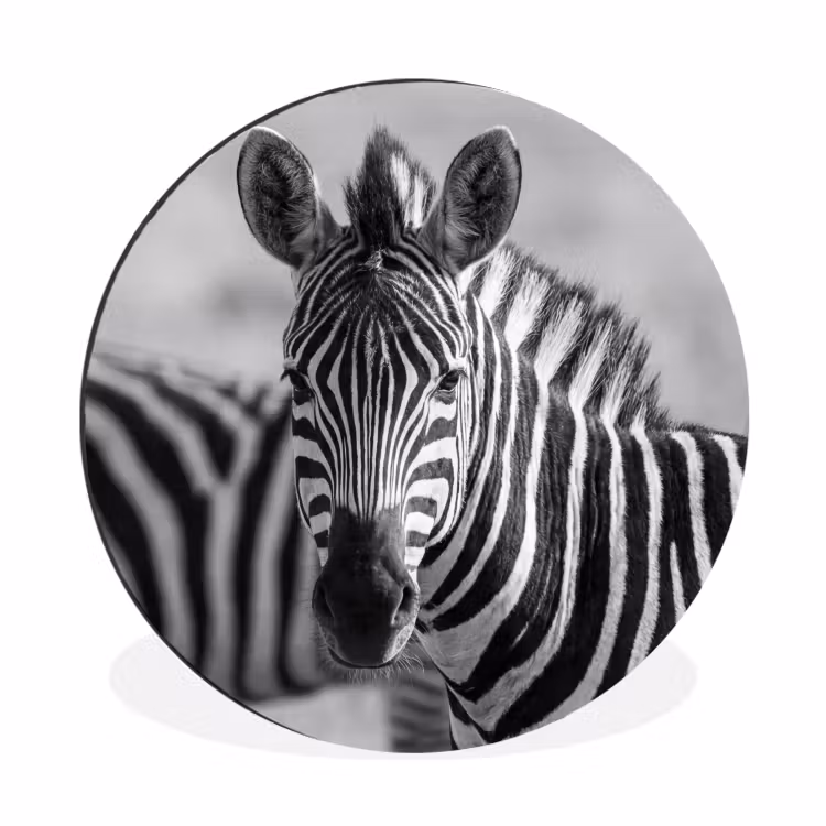 Zebra's - Zwart - Wit Wandcirkel aluminium klein -3d