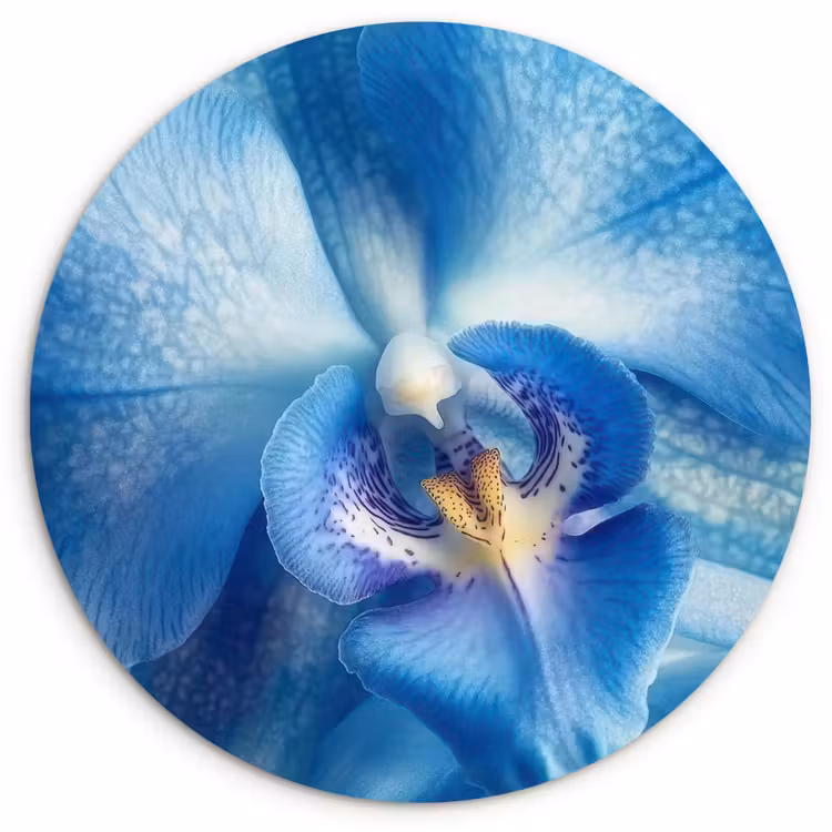 Blauw - Orchidee - Elegeant Wandcirkel kunststof plaat 5mm dik klein -3d