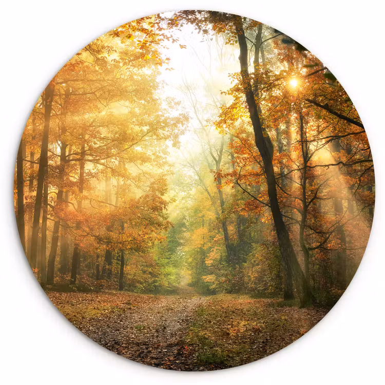 Bos - Herfst - Zon - Landschap - Natuur - Bomen - Bladeren Wandcirkel kunststof plaat 5mm dik klein -3d