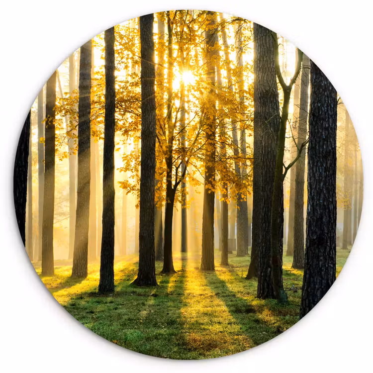 Bos - Zon - Bomen - Gras - Landschap - Natuur Wandcirkel kunststof plaat 5mm dik klein -3d