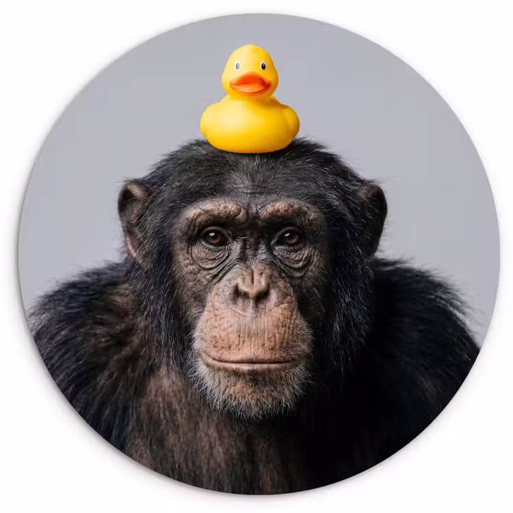 Chimpansee - Badeend - Grijs Wandcirkel kunststof plaat 5mm dik klein -3d