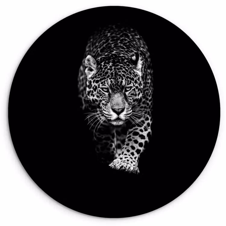 Dieren - Zwart - Luipaard - Wit - Wild Wandcirkel kunststof plaat 5mm dik klein -3d