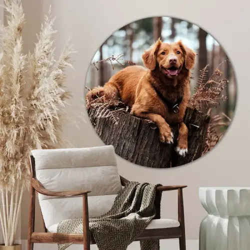 muurcirkel hond