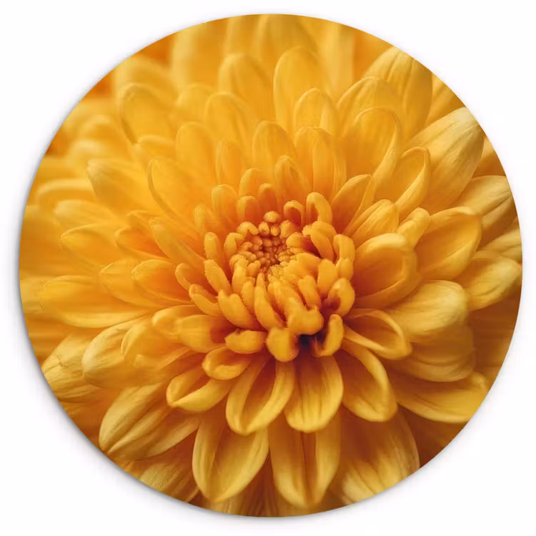 Geel - Chrysant - Zachtheid Wandcirkel kunststof plaat 5mm dik klein -3d
