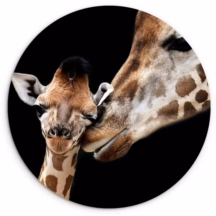 Giraffe - Dieren - Zwart - Portret - Dieren Wandcirkel kunststof plaat 5mm dik klein -3d