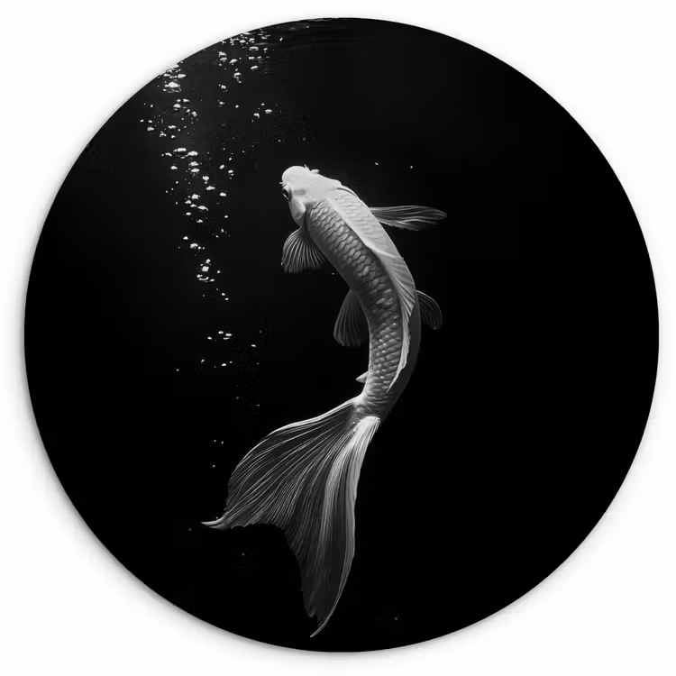 Koi - Vis - Wit - Zwart Wandcirkel plexiglas klein -3d