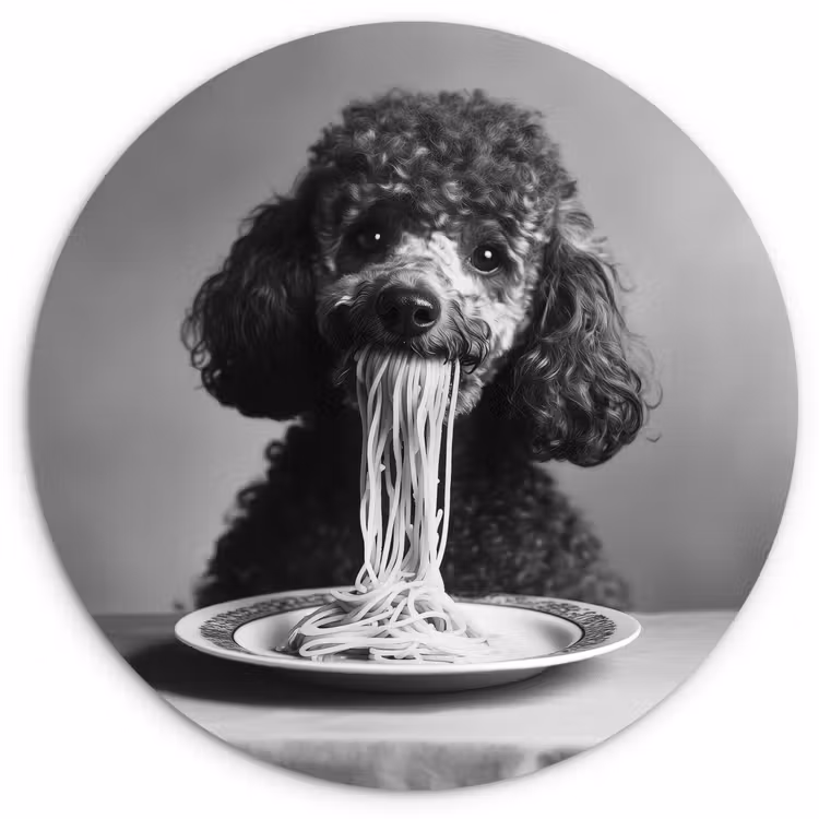 Poedel - Hond - Zwart - Wit - Schattig - Pasta Wandcirkel plexiglas klein -3d