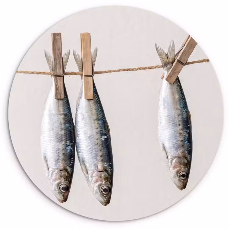 Muurcirkel glas - Vis - Hangend - Eten - Vis - Hangend - Eten Wandcirkel plexiglas klein