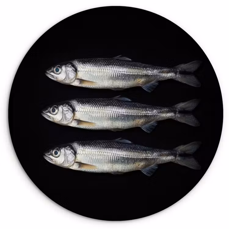 Haring - Vissen - Zwart Wandcirkel kunststof plaat 5mm dik klein -3d