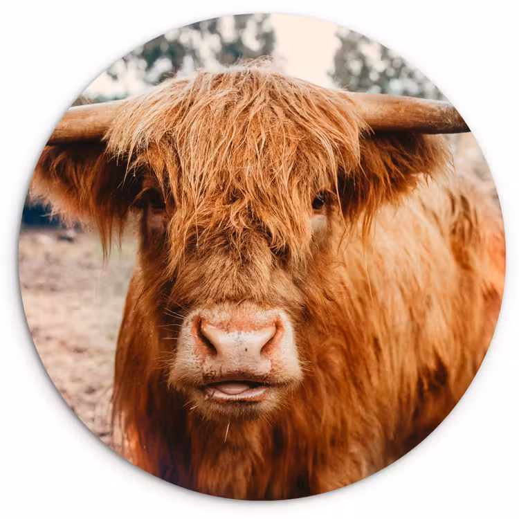Koe- Schotse hooglander - Hoorns - Bruin - Landschap Wandcirkel kunststof plaat 5mm dik klein -3d
