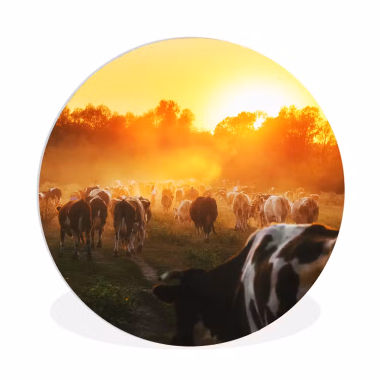 Koeien - Zonsondergang - Weiland - Dieren Wandcirkel kunststof plaat 5mm dik klein -3d
