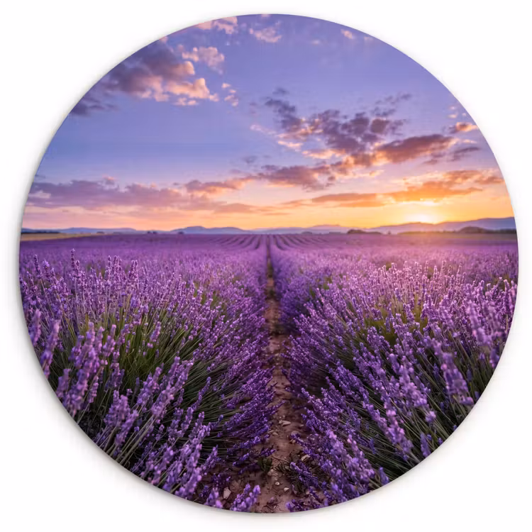 Lavendel - Veld - Natuur - Paars Wandcirkel kunststof plaat 5mm dik klein -3d
