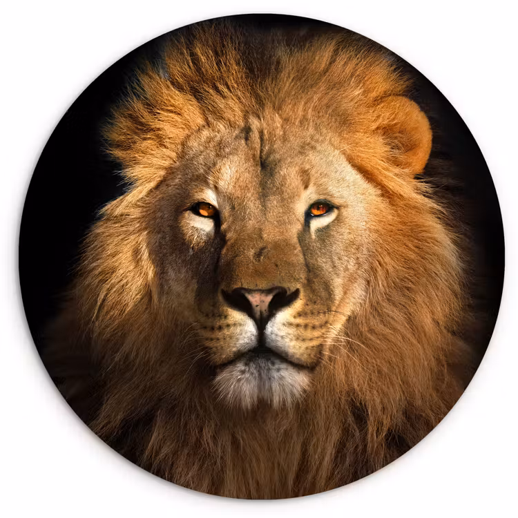 Leeuw - Dieren - Zwart - Licht - Bruin - Portret Wandcirkel kunststof plaat 5mm dik klein -3d
