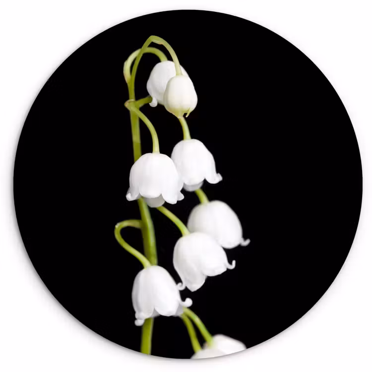 Lelietjes van dalen - Bloemen - Zwart - Flora Wandcirkel kunststof plaat 5mm dik klein -3d