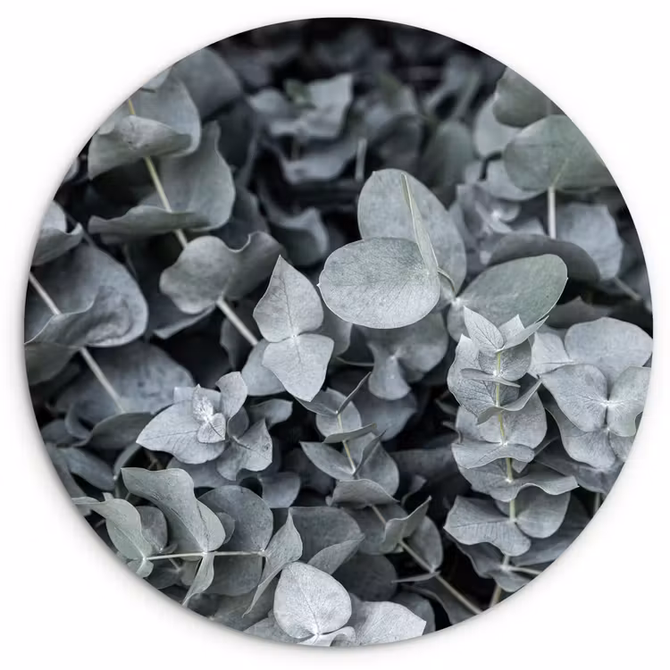 Natuur - Planten - Eucalyptus - Bladeren Wandcirkel kunststof plaat 5mm dik klein -3d