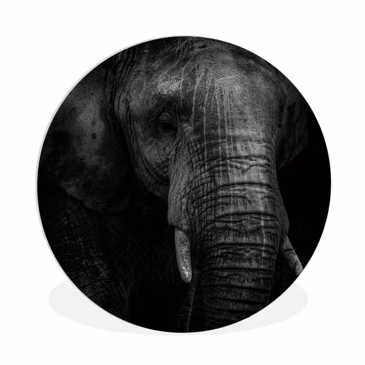 Olifant - Dier - Portret Wandcirkel kunststof plaat 5mm dik klein -3d
