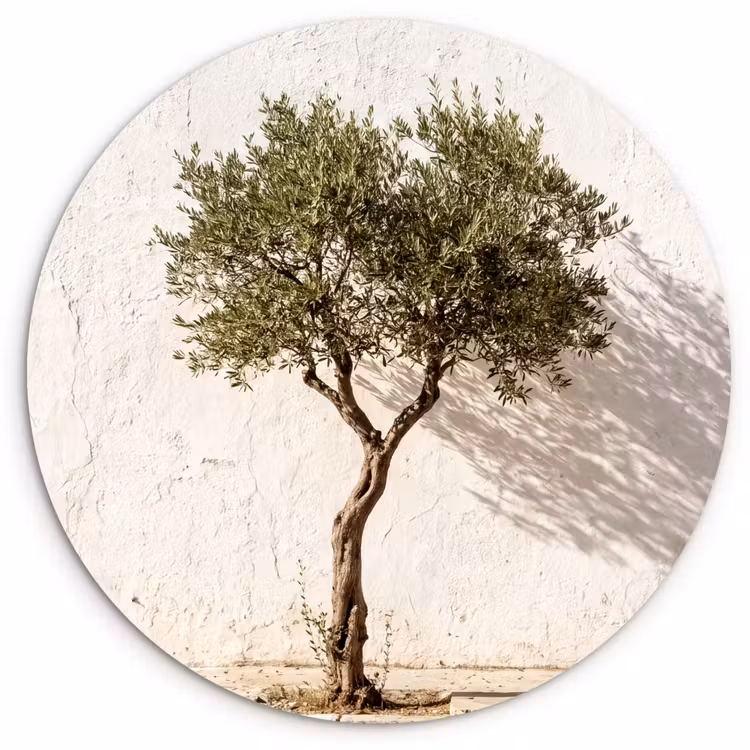 Muurcirkel - Olijfboom - muur - wit - Olijfboom - muur - wit Wandcirkel kunststof plaat 5mm dik klein