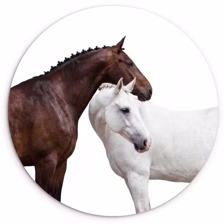 Paard - Modern - Balans Wandcirkel kunststof plaat 5mm dik klein -3d