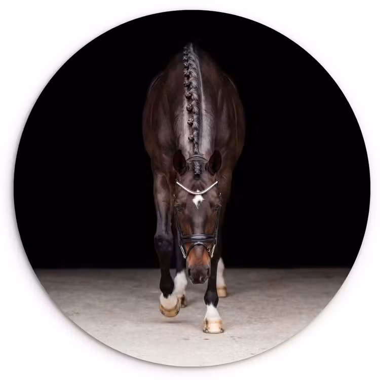 Paard - Modern - Portret Wandcirkel kunststof plaat 5mm dik klein -3d