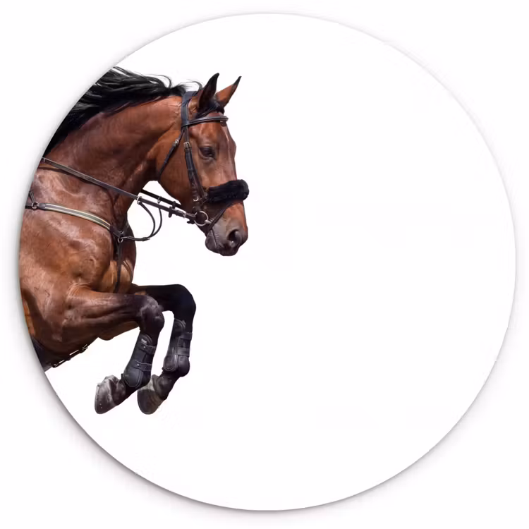 Paard - Springen - Modern Wandcirkel kunststof plaat 5mm dik klein -3d