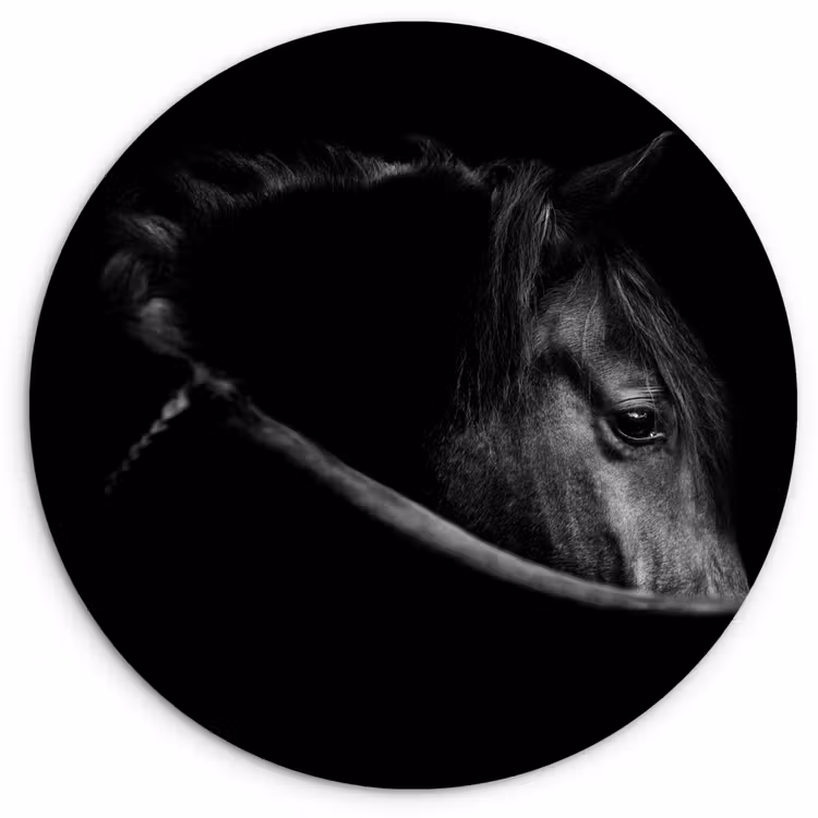 Paarden - Portret - Zwart - Dieren Wandcirkel kunststof plaat 5mm dik klein -3d