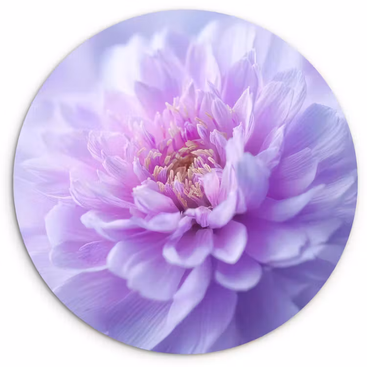 Paars - Dahlia - Dromerig Wandcirkel kunststof plaat 5mm dik klein -3d