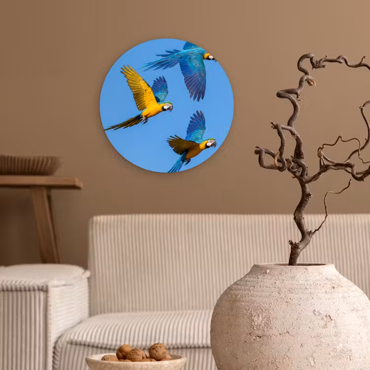 Papagaai - Vliegen - Blauw - Geel Wandcirkel kunststof plaat 5mm dik klein -sfeer1