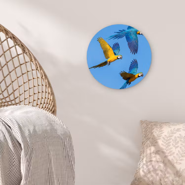 Papagaai - Vliegen - Blauw - Geel Wandcirkel kunststof plaat 5mm dik klein -sfeer5