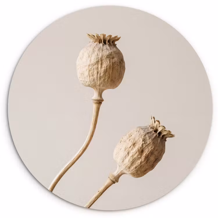 Papaverbollen - Droogbloemen - Minimalistisch - Beige - Rustig Wandcirkel kunststof plaat 5mm dik klein -3d