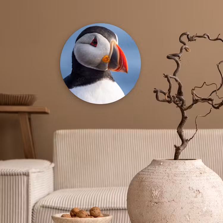 Papegaaiduiker - Portret - Natuur Wandcirkel kunststof plaat 5mm dik klein -sfeer1