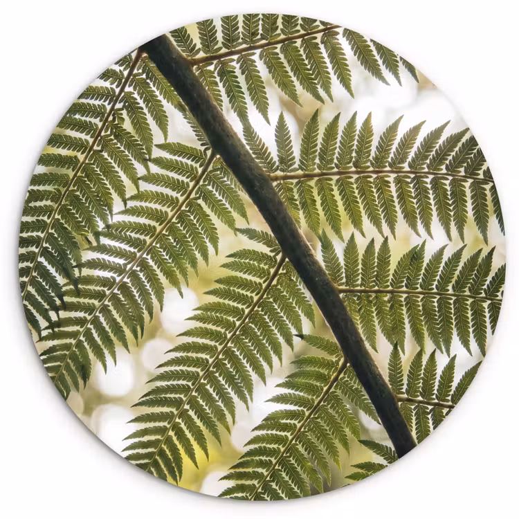 Plant - Blad - Natuur - Groen - Detail Wandcirkel kunststof plaat 5mm dik klein -3d
