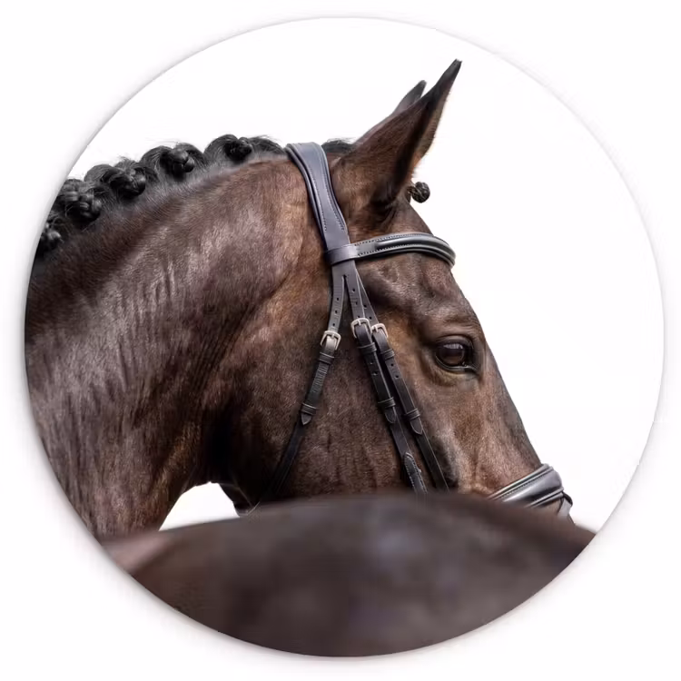 Portret - Paard - Elegant Wandcirkel kunststof plaat 5mm dik klein -3d
