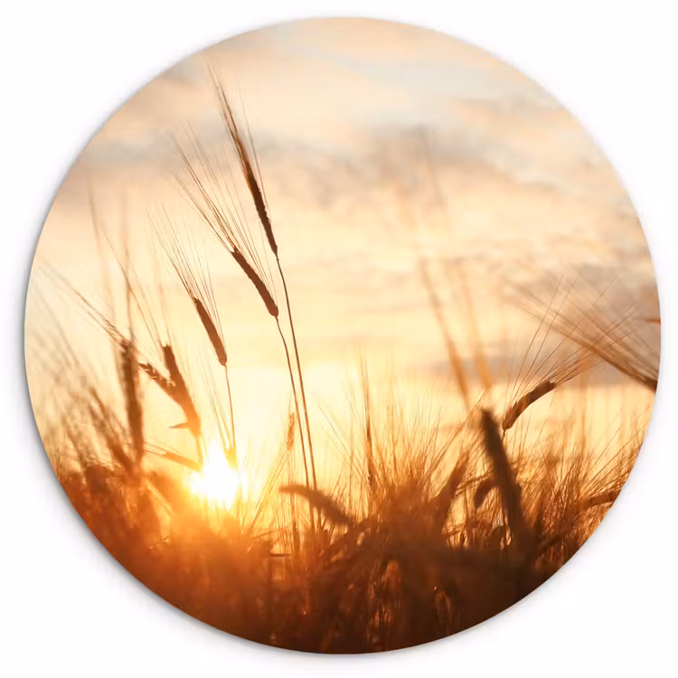 Riet - Gras - Zonsondergang - Natuur - Horizon Wandcirkel kunststof plaat 5mm dik klein -3d