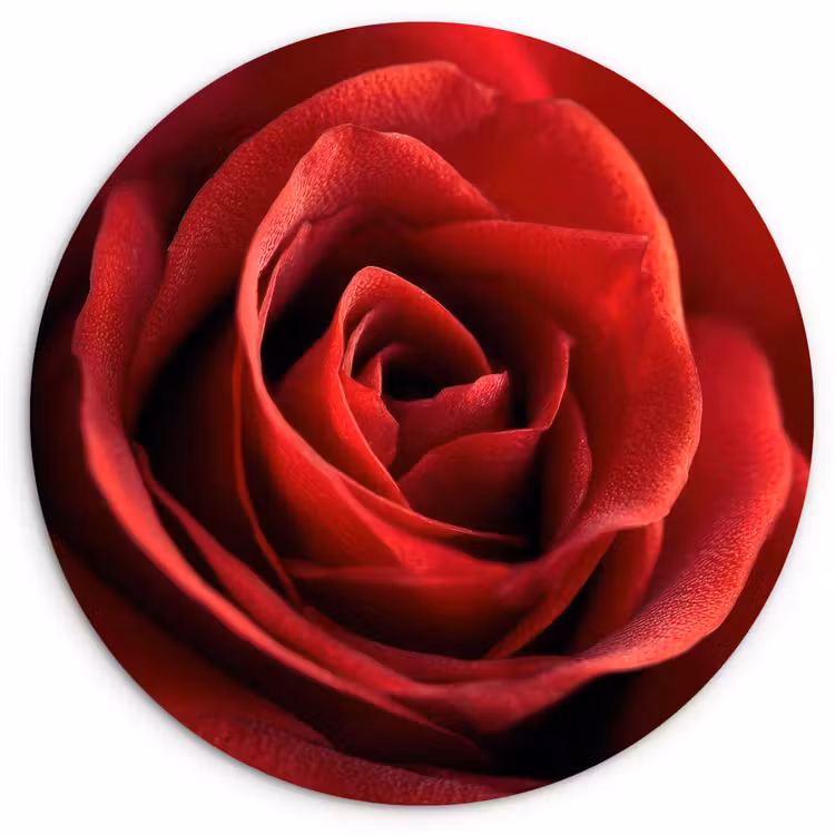 Rood - Roos - Romantisch Wandcirkel kunststof plaat 5mm dik klein -3d