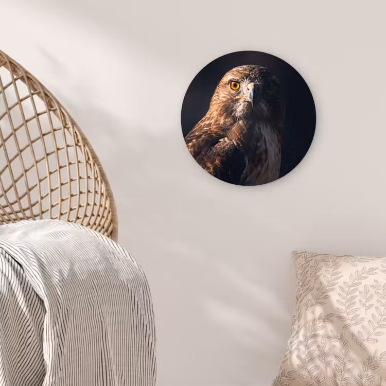 Roofvogel - Buizerd - Bruin Wandcirkel kunststof plaat 5mm dik klein -sfeer5