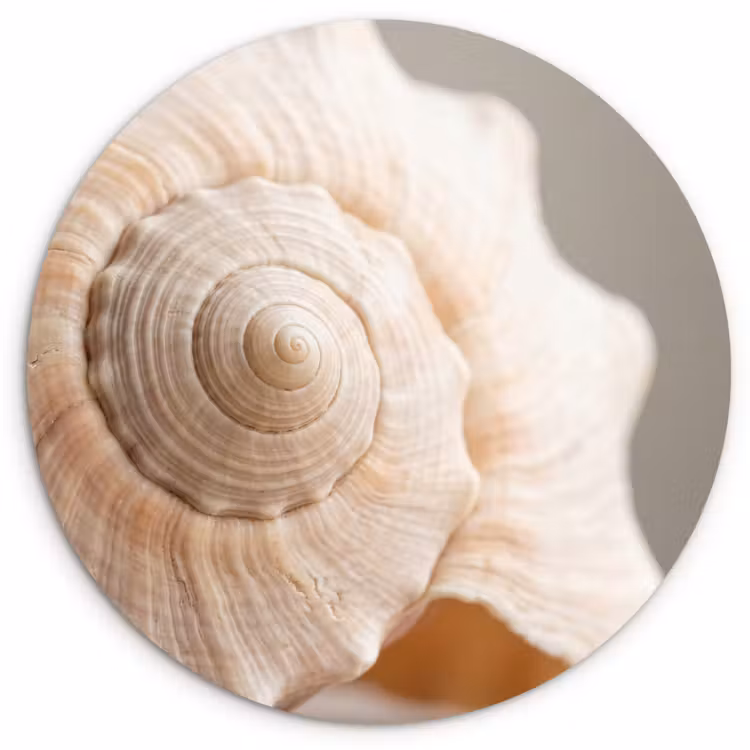 Schelp - Detail - Beige Wandcirkel kunststof plaat 5mm dik klein -3d