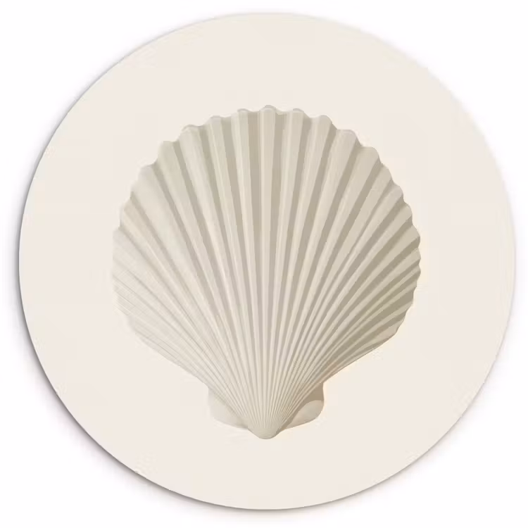 Schelp - Minimalistisch - Wit Wandcirkel kunststof plaat 5mm dik klein -3d